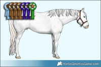 Horse Color:Chocolate Palomino Pearl Sabino