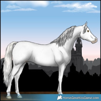 Horse Color:Silver Bay Roan Appaloosa 