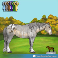 Horse Color:Buckskin Sabino Appaloosa 