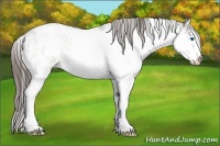 Horse Color:Buckskin Sabino Splash Appaloosa 