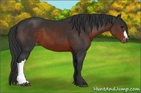 Horse Color:Brown Appaloosa 