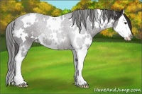 Horse Color:White Spotted Smoky Black Sabino Splash 