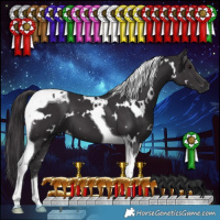 Horse Color:White Spotted Smoky Black Tobiano 