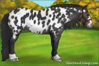 Horse Color:Black Frame Appaloosa 