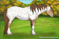 Horse Color:Smoky Black Pearl Appaloosa