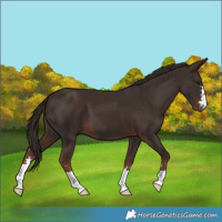 Horse Color:Liver Chestnut 