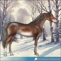 Horse Color:Liver Chestnut Mushroom 