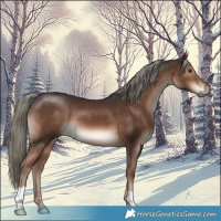 Horse Color:Liver Chestnut Mushroom 