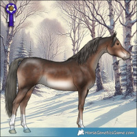 Horse Color:Liver Chestnut Mushroom 