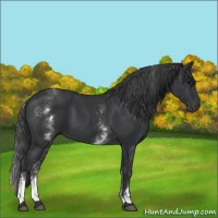 Horse Color:White Spotted Black 