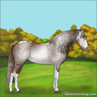 Horse Color:Gray Chestnut Splash Tobiano 