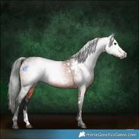 Horse Color:Gray White Spotted Bay