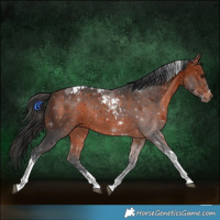 Horse Color:Bay Tobiano 