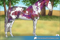 Horse Color:Nacre White Spotted Bay Sabino Splash 
