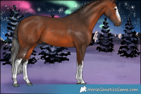 Horse Color:White Spotted Bay Rabicano