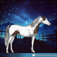 Horse Color:Gray Classic Champagne Splash Tobiano 