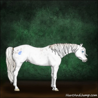Horse Color:Gray Red Ice Roan Sabino Splash Appaloosa