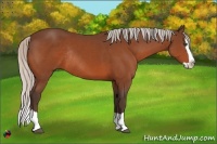 Horse Color:Silver Bay Splash Rabicano 