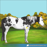 Horse Color:White Spotted Smoky Black Splash 