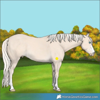 Horse Color:Cremello 