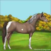 Horse Color:Classic Champagne Tobiano 