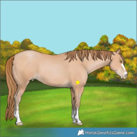 Horse Color:Bay Pearl 