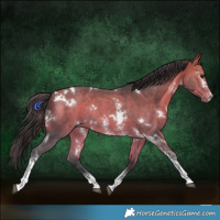 Horse Color:White Spotted Bay Sabino Rabicano