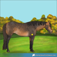 Horse Color:Buckskin 
