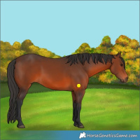 Horse Color:Brown Rabicano 