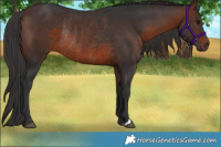 Horse Color:Brown Rabicano