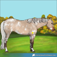 Horse Color:White Spotted Silver Brown Dun Rabicano 