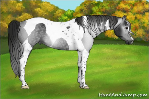 Horse Color:Gray Black Tobiano Rabicano 