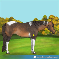 Horse Color:Buckskin Tobiano