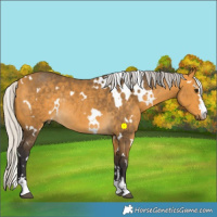 Horse Color:White Spotted Silver Buckskin Rabicano 