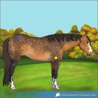 Horse Color:Buckskin Rabicano 