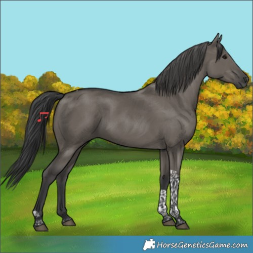 Horse Color:Grullo Tobiano 