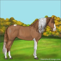 Horse Color:Chestnut Splash Tobiano 