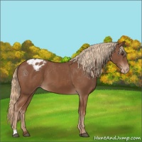 Horse Color:Chestnut Appaloosa 