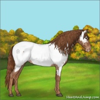 Horse Color:Red Roan Appaloosa 