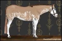 Horse Color:Red Dun Splash  and Red Dun Splash 