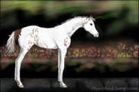 Horse Color:Classic Champagne Splash Tobiano Appaloosa