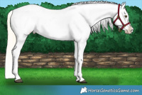 Horse Color:Palomino Dun Splash Snowflake Varnish