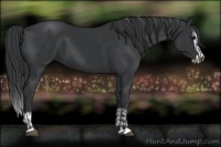 Horse Color:Black  and Black Splash 