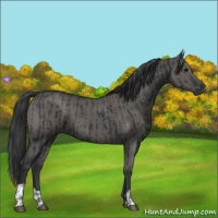 Horse Color:Black  and Grullo 