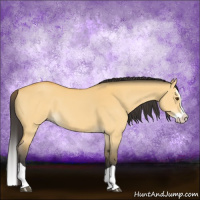 Horse Color:Buckskin Dun Splash 