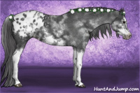 Horse Color:White Spotted Blue Roan Splash Frame Appaloosa 