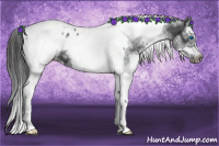 Horse Color:White Spotted Black Splash Tobiano Frame Near Leopard 