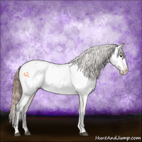 Horse Color:Bay Dun Appaloosa 