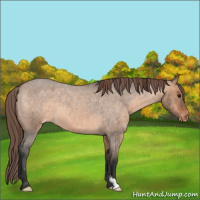 Horse Color:Brown Roan Dun Appaloosa 