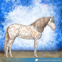 Horse Color:Gold Champagne Appaloosa 